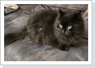 Main Coon Katze Rasma (16)